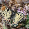 Pestrokridlec podrazcovy - Kreta 7210